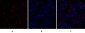 c-Src Polyclonal Antibody